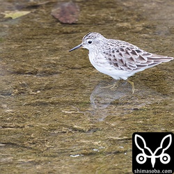 この時期、ヒバリシギも最盛期より数を減らしています。