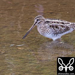 タシギ第1回冬羽?