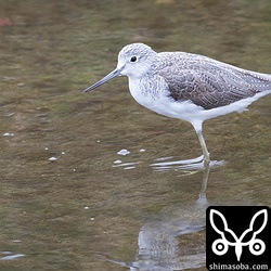 アオアシシギ成鳥冬羽。通常の個体より小型でした。