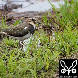 タゲリ第1回冬羽。