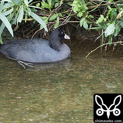 オオバンは、この状態で動かなかった。怪我でもしているのだろうか?
