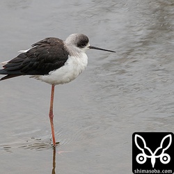 寒そうなセイタカシギ。第1回冬羽。数羽の群れでいた。