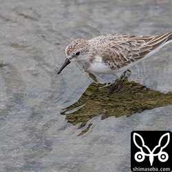 ヨーロッパトウネン第1回冬羽?