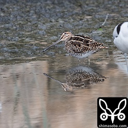 タシギは10羽ほどが葦原の境目にいた。