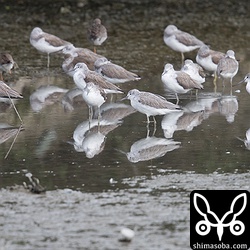 アオアシシギ40ほどの群れ。