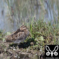 暖かい陽気の中、昼寝するタシギ。