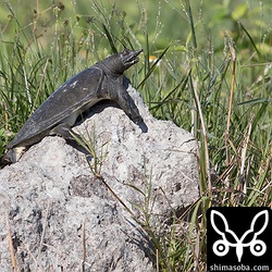 甲羅干しする大きなスッポン。