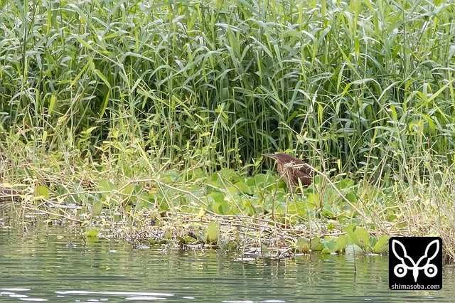 リュウキュウヨシゴイ