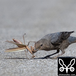 死闘を繰り広げるイソヒヨドリとカマキリ。もちろんイソヒヨドリの勝ち。
