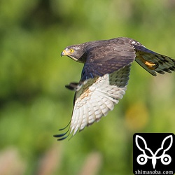 サシバはバッタめがけて出動。足で掴むと防風林の方へ持って行きました。