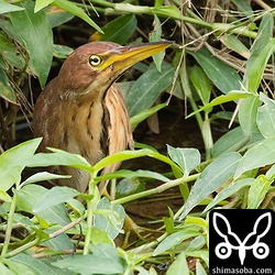 リュウキュウヨシゴイは狩りの最中のようでした。口元からグッピーがのぞいています。^^