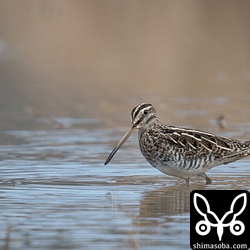 ジシギはタシギばかりでした。他にはアオアシシギやセイタカシギ、コアオアシシギ、アカアシシギなど。師匠に教えてもらったアオシギは探し出すことができず残念。