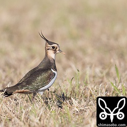 収穫が終わった牧草地にタゲリが2羽入っていました。両方とも幼鳥でした。