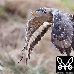 カンムリワシのメス飛翔。