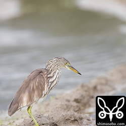 アカガシラサギはコサギより一回り小さくてリュウキュウヨシゴイより一回り大きいサイズです。