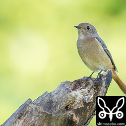 ミヤマホオジロを観察しているとどこからともなくジョウビタキのメスもやってきた。