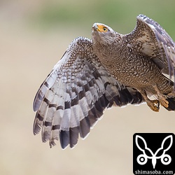 定位置のスプリンクラーに戻るカンムリワシ。