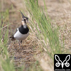 こちらは田んぼにいたタゲリ。