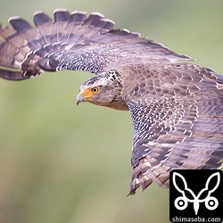 羽を広げた背面が写るので換羽の状態が分かります。