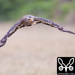 強風にあおられながらも狩りに精を出していました。