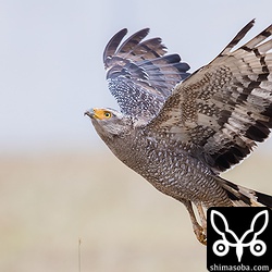 カンムリワシは全換羽に何年か要するようなので古い羽はボロボロですね。厳しい自然の中での生活の苦労が垣間見えます。