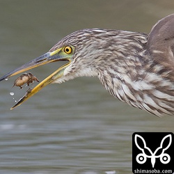 獲物は軽く水で洗ってから食っていました。