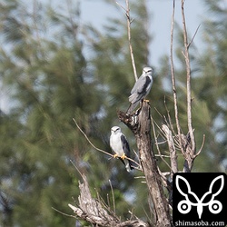カタグロトビのカップル。遠くて大気の状態も悪くどこにもピントが合わない写真を量産してしまいました。これでもマシな方。^^;