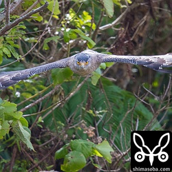 真正面に飛び出したカンムリワシ。