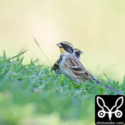 今回は4羽だけの群れで全てオスの成鳥でした。