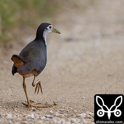 シロハラクイナは農道を歩きながら時折草むらで餌をついばんでいた。