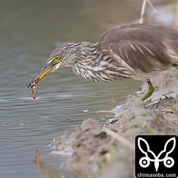 畔でケラを捕まえたアカガシラサギ。