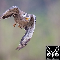 獲物を見つけて再び出動。