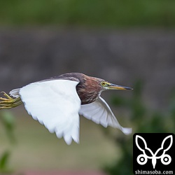 アカガシラサギ飛翔。前回来たとき、飛来当初は人が遊歩道を通るたびに驚いて池の周りを飛び回っていたけど、越冬終盤には、ずいぶん人なれして数メートルの距離まで寄ってきていました。今回もしばらくしたら人馴れするでしょう。