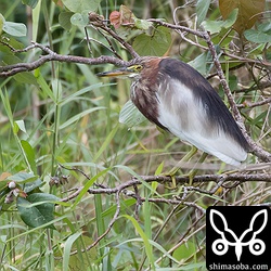 遊歩道からは葦が目隠しになっているので驚くと大抵ここで休憩していました。