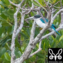 またカニを捕まえた。漫湖にはカニが大量にいるので食うものには困らないのでしょう。