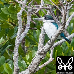 ここがナンヨウショウビンのお気に入りの枝。残念ながら体が半分隠れてしまう。
