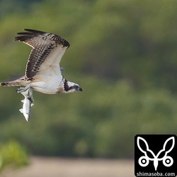 こちらは丸々と太ったボラをゲット。片足でつかんでいます。