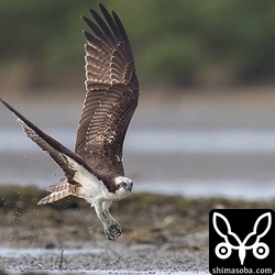 上の写真の続き。何も捕まえられなかったようです。