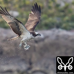 こちらのミサゴは一気にボラを2匹捕まえました!! しかも片足で掴んでる!!