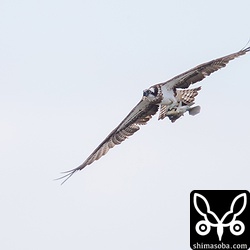 大きなフエフキダイの仲間と思われる魚を捕まえたミサゴ。