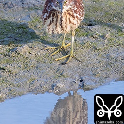 水際で獲物を狙うオオヨシゴイ。