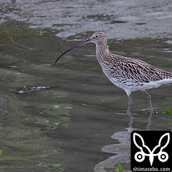 満潮になるとダイシャクシギやチュウシャクシギ、アカアシシギ、ムナグロなどが干潟で休んでいた。