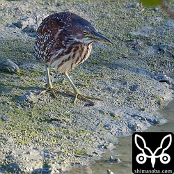 リュウキュウヨシゴイとは明らかに違うオオヨシゴイの姿は逆光の中でも分かりました。