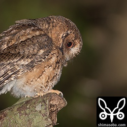 こちらは公園に住む非常になれたオオコノハズク。うっかり2メートルぐらいまでに接近しても全く動じません。この個体は少しぐぐもった「ウォッ、ウォッ、ウォッ、ウォー」という尻下がりの鳴き声を聞かせてくれた。リュウキュウコノハズクのようにリュウキュウオオコノハズクも雌雄で鳴き声が違うのだろうか?