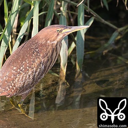 リュウキュウヨシゴイのメス。このメスは、くちばしの先が欠けているので個体識別できます。羽の模様は、 `先日のオオヨシゴイのメス <https://shimasoba.com/blog/1156/>`_ とは明らかに違いますね。どちらも素晴らしい鳥です。^^