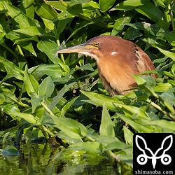 リュウキュウヨシゴイのオス。美しいです。