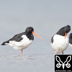 ミヤコドリ成鳥。成鳥は、幼鳥に比べ、目の色も鮮やかです。