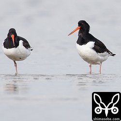 ミヤコドリ。両方第1回冬羽。