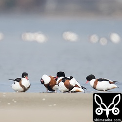 ツクシガモも大量にいた。干潟で休むツクシガモの後ろに見える白っぽい影も全てツクシガモ。