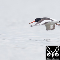 和白干潟には午前9時ごろ到着。昼の満潮に向かって潮が満ちてきてミヤコドリが飛んだ。